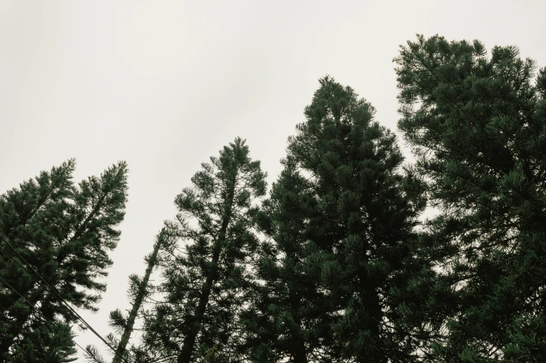 view of trees in the background with an overcast sky