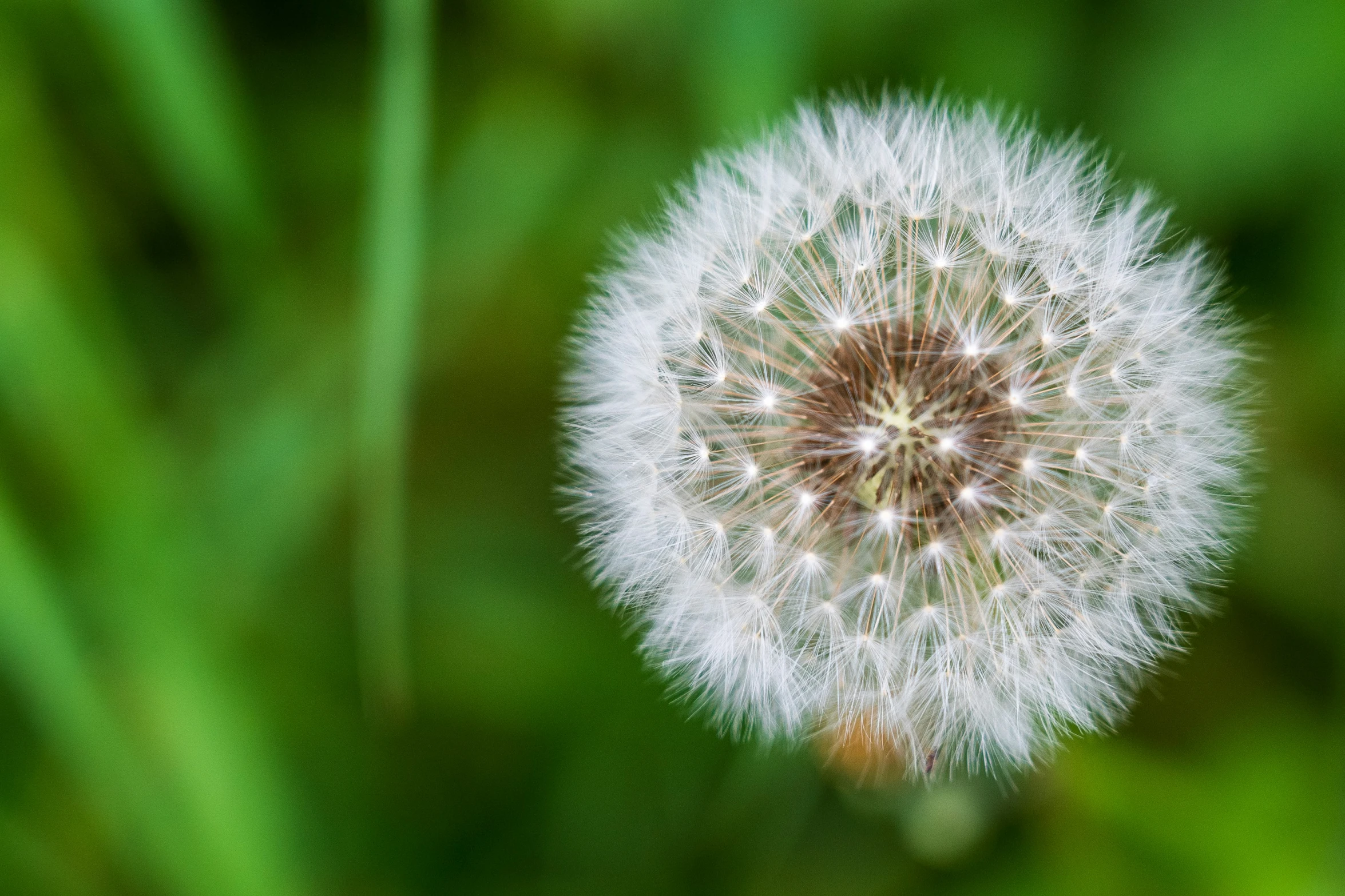 a close - up s of the top of a dandelion in a green background