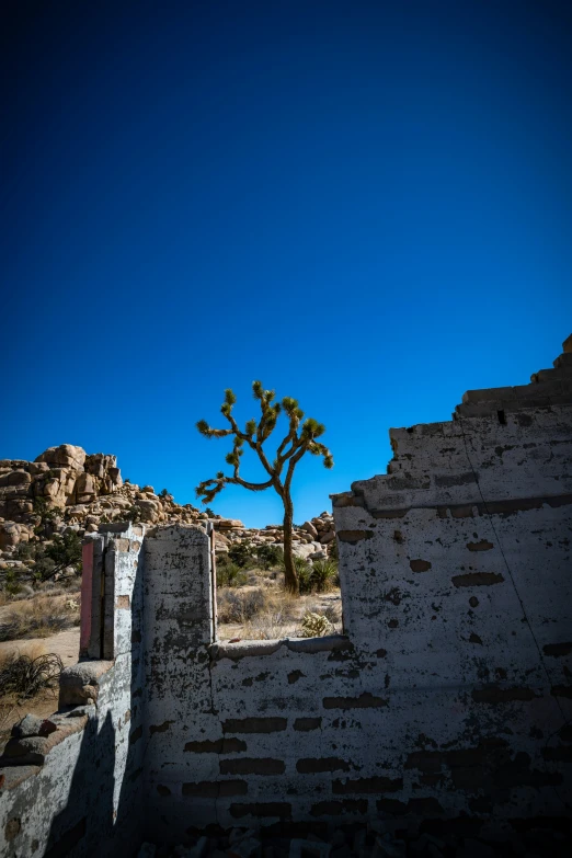 an ancient ruin with a cactus on the front