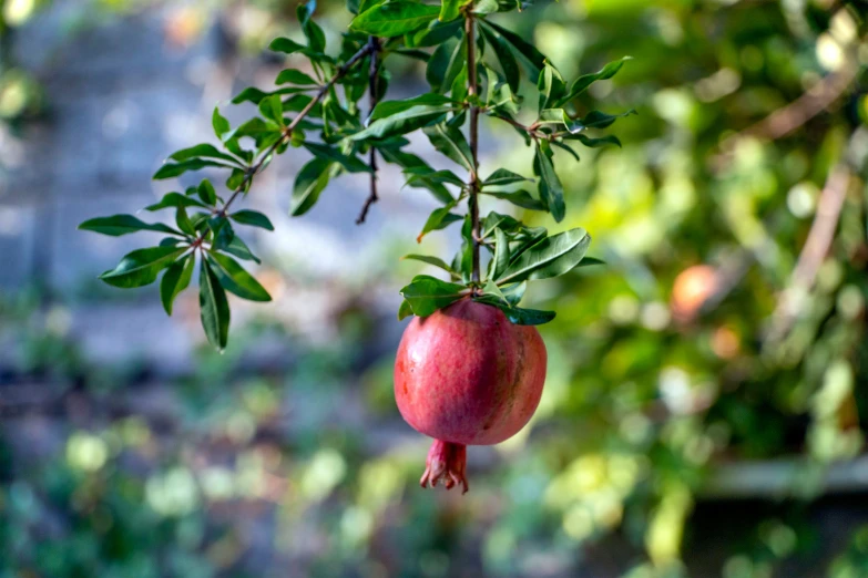 a red fruit hanging from a tree