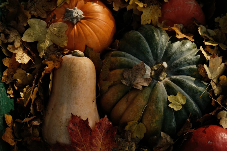 autumn foliage and pumpkins are all placed neatly