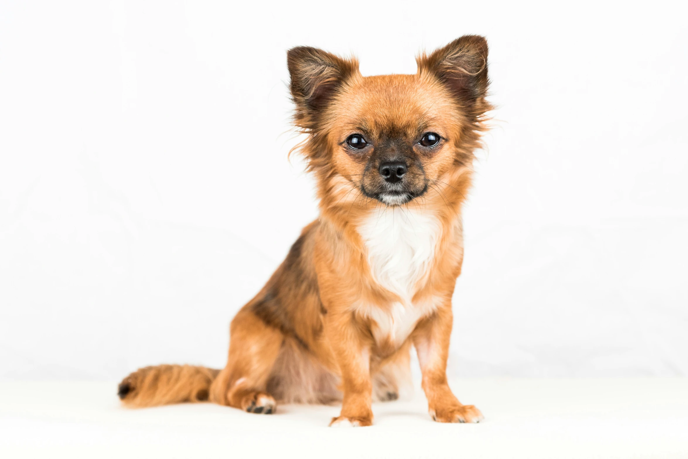 a cute small dog sits in a studio po