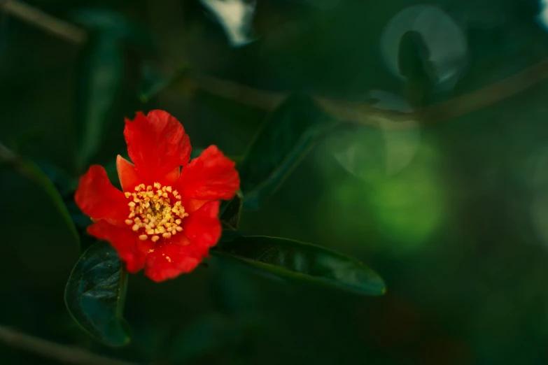 the bright red flower is blooming in the bush