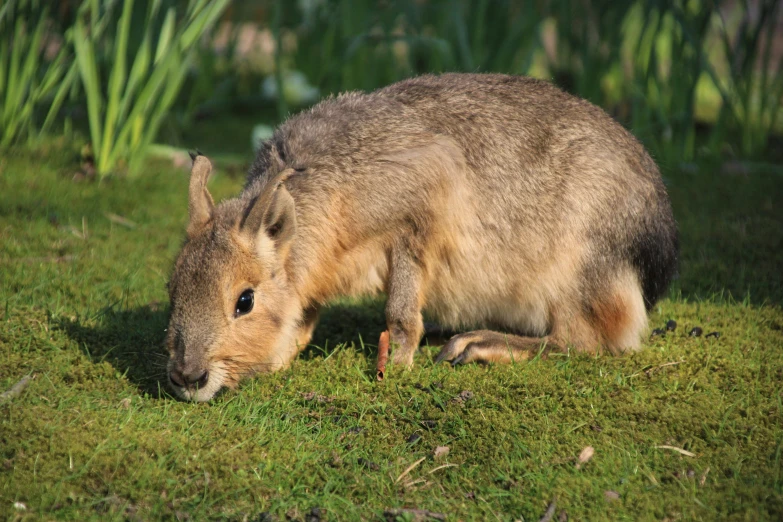 an animal that is eating grass in the grass