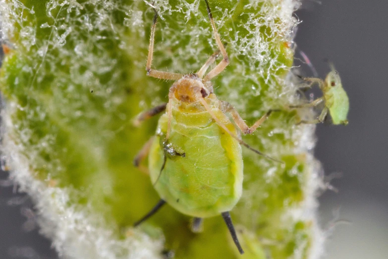 a green bug with two other bug crawling on it