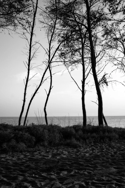 two tree's in front of an ocean under a cloudy sky