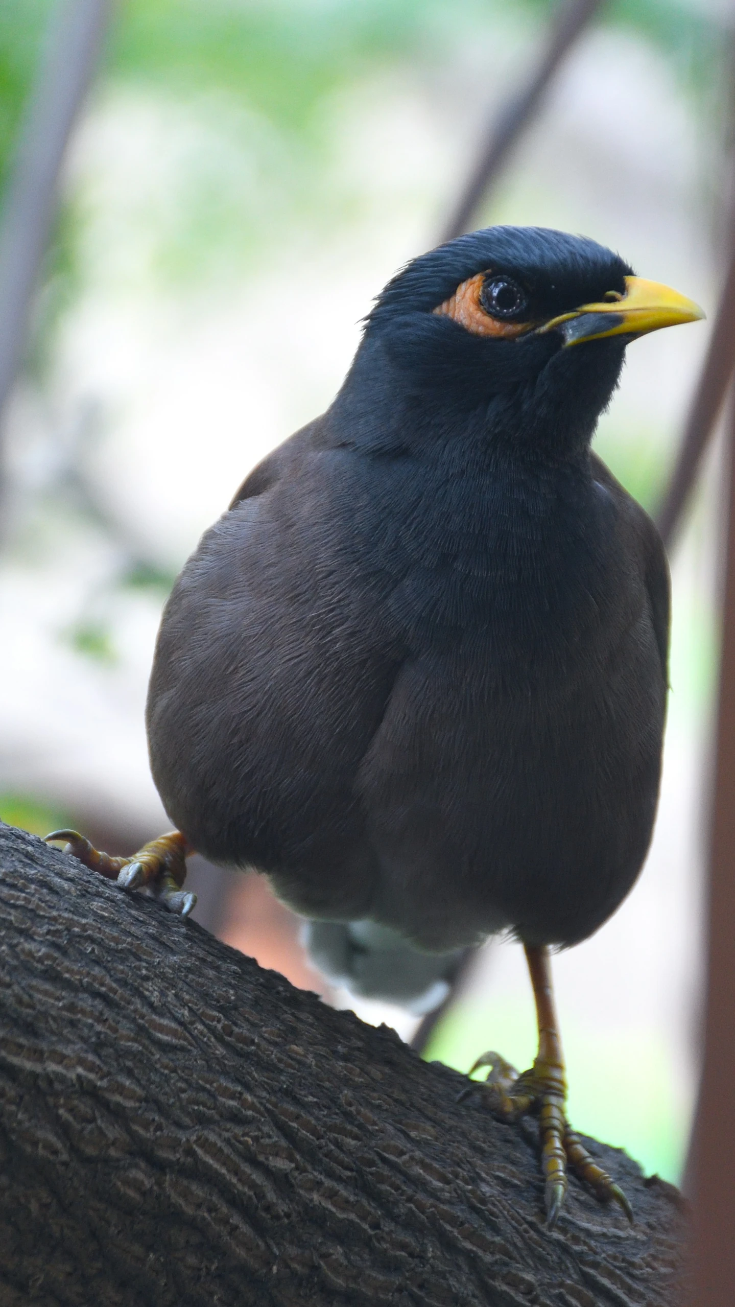 a bird that is sitting on a tree nch