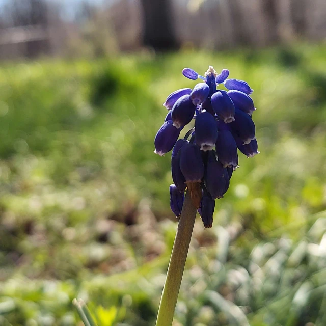 a blue flower with a stalk sticking out of it