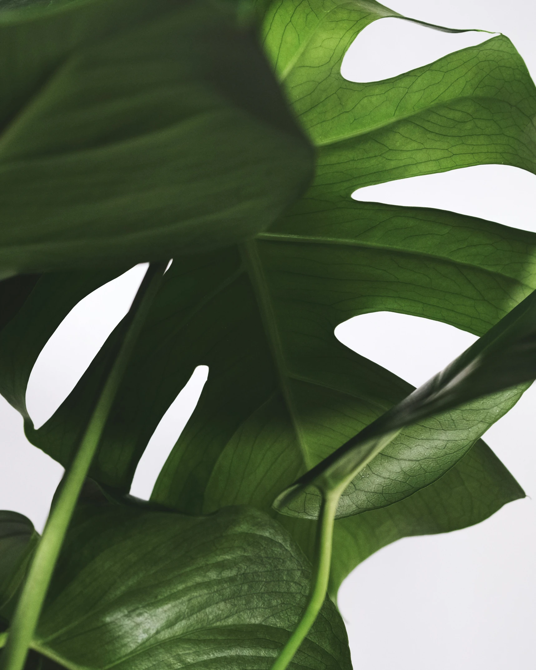 a close up s of the top of a green plant