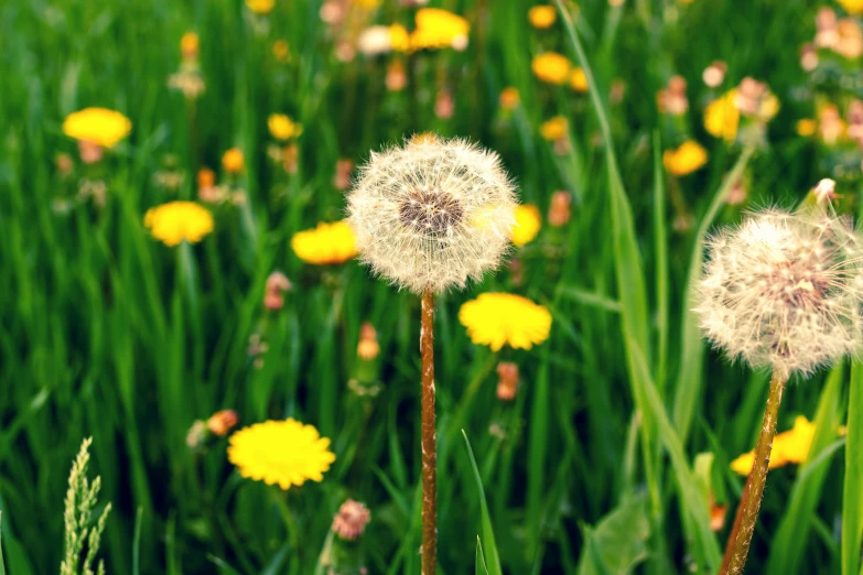 a field with dandelions in full bloom and bright yellow flowers