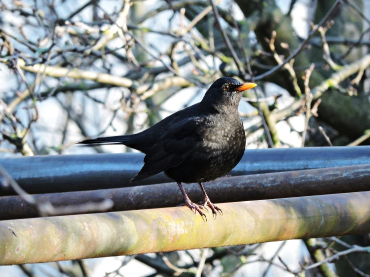 a bird perched on top of an iron pipe