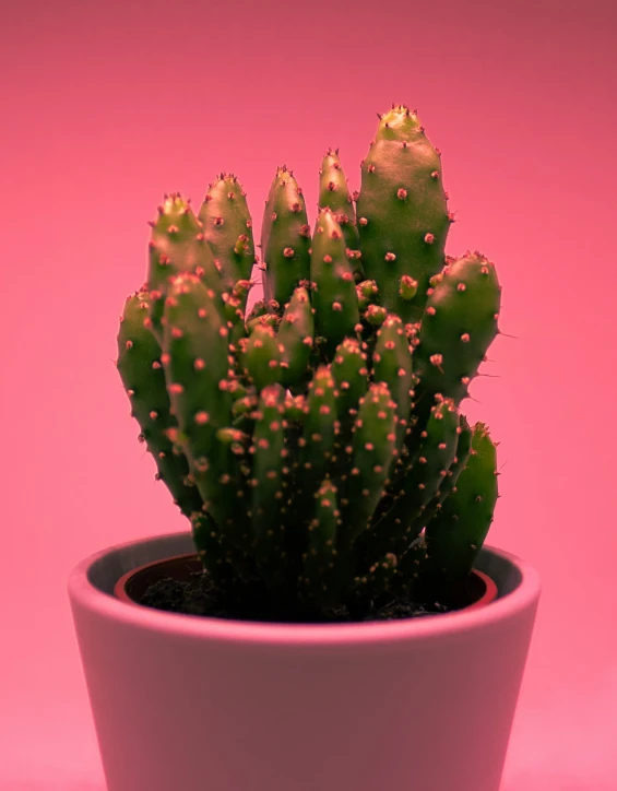 a close up of a small cactus in a pot