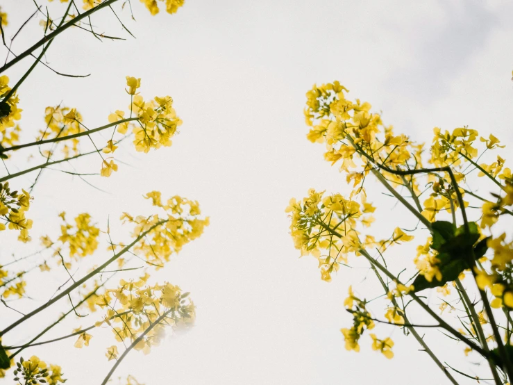 some very tall yellow flowers near each other