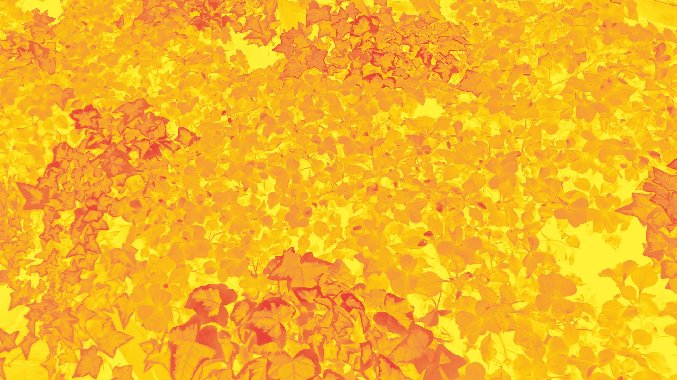 the background image of a yellow and red floral