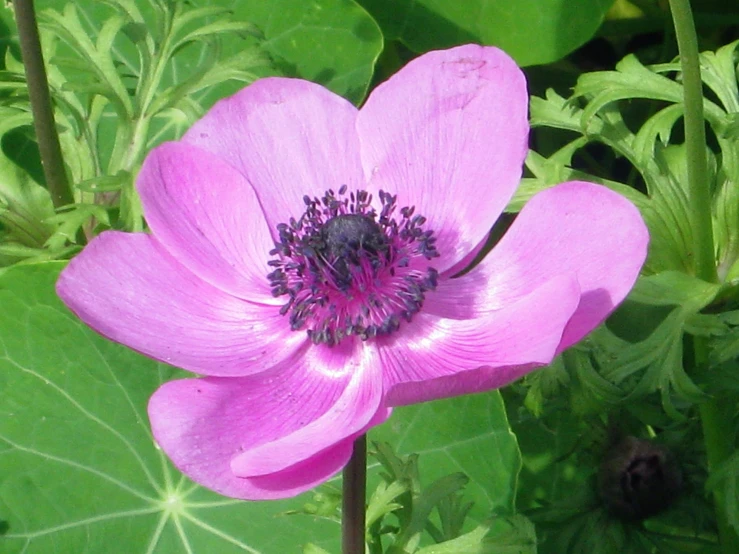 purple flower with yellow stamen with green leaves