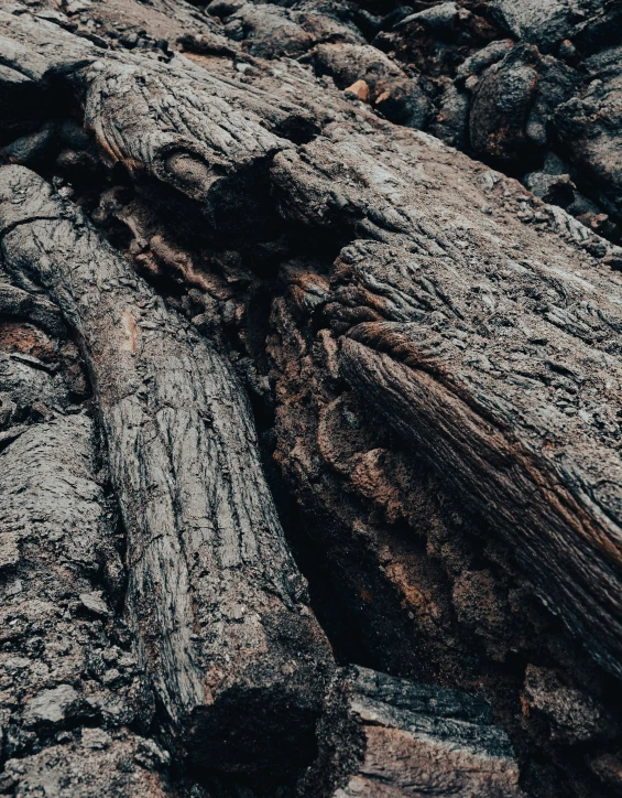 a large tree log laying on the ground