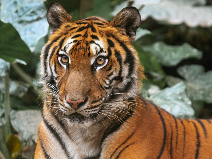 a tiger is looking away in front of rocks and leaves