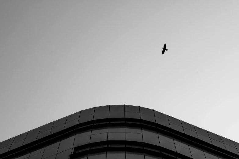 a black and white po of a bird flying over buildings