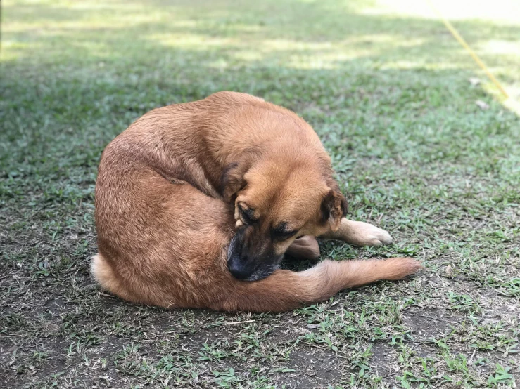 a dog that is laying on the ground