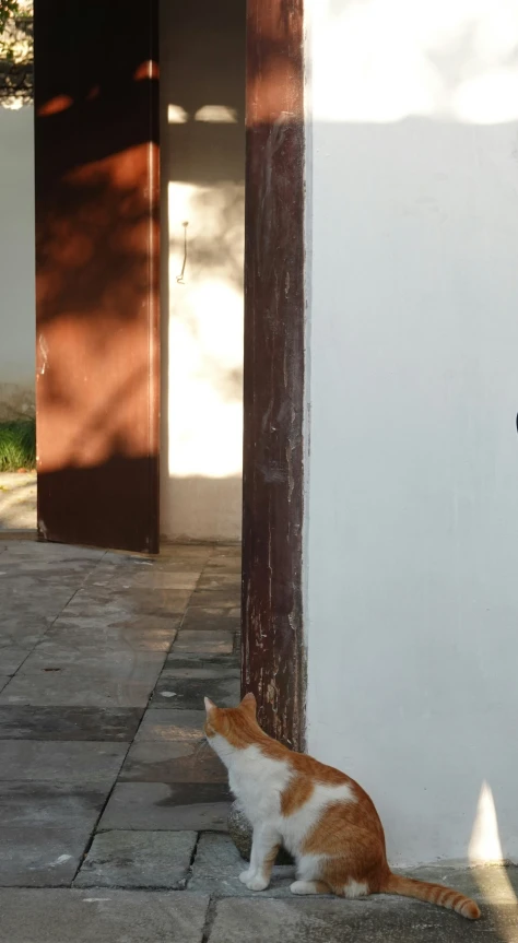 a brown and white cat sits near a wall
