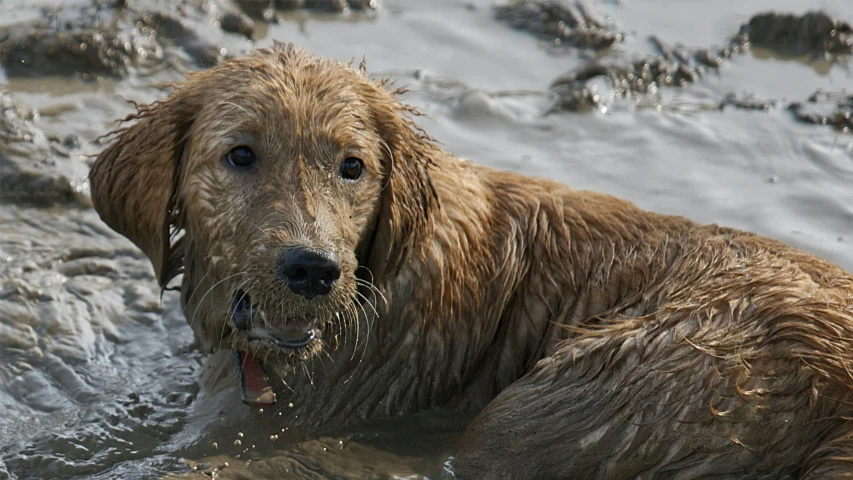 a wet dog is in the water and it appears to be very excited