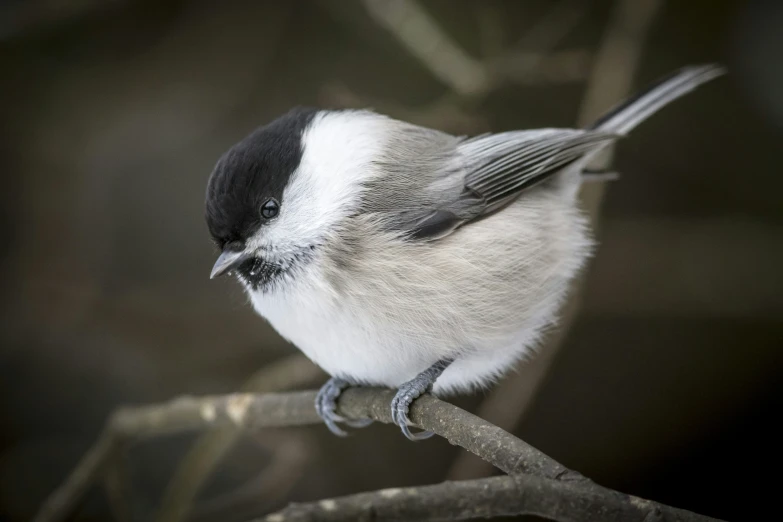 small bird with white, black and gray markings sits on a tree nch