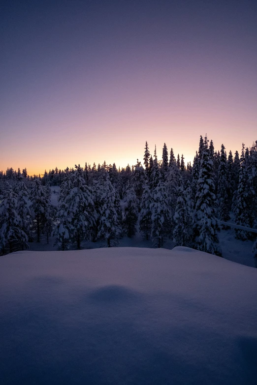 the snowy landscape has trees along the horizon