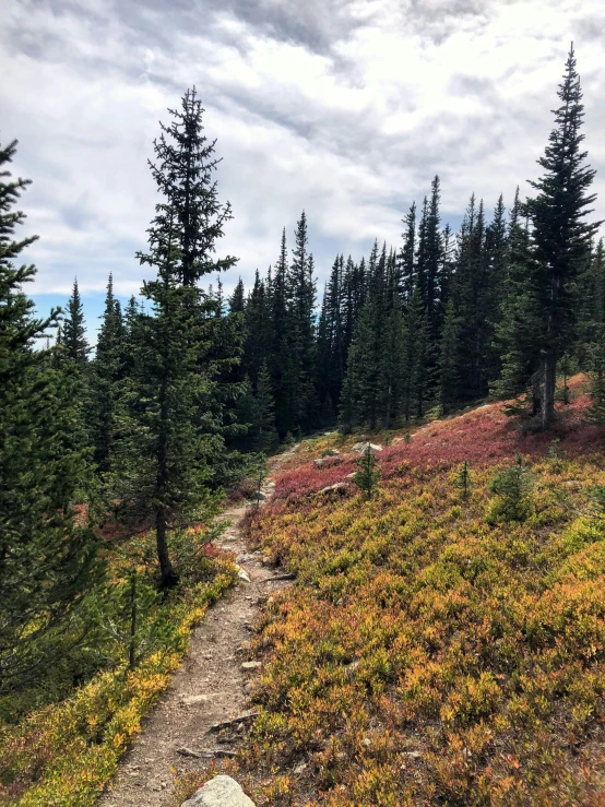 a trail in the mountains with tall trees along both sides