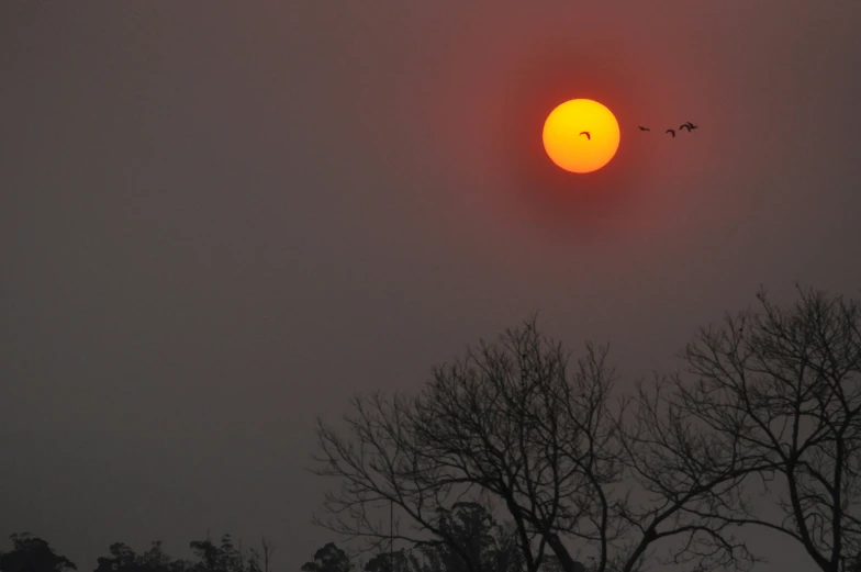 two birds fly through the sky at sunset