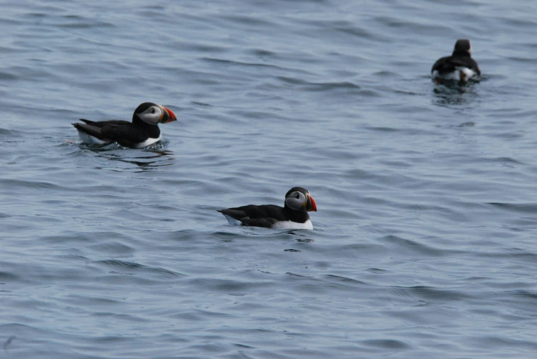 two black ducks floating in the middle of the ocean