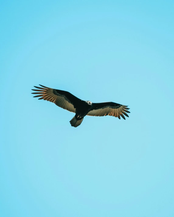 a large bird is flying high in the sky