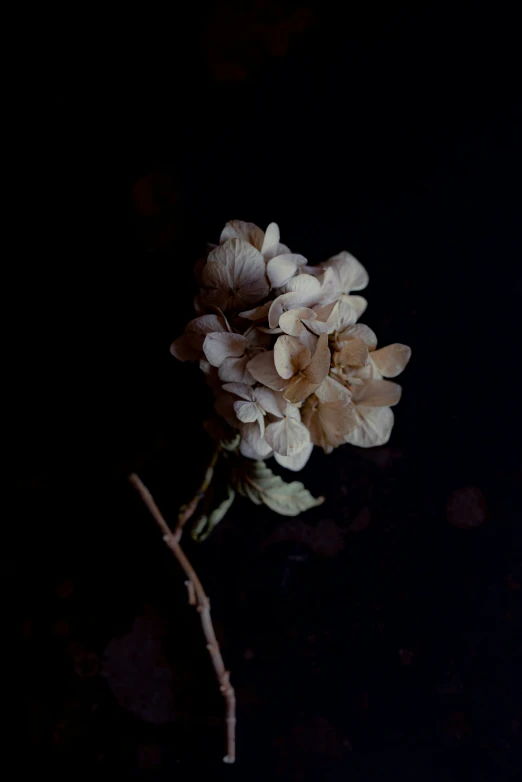 a group of white flowers in a vase