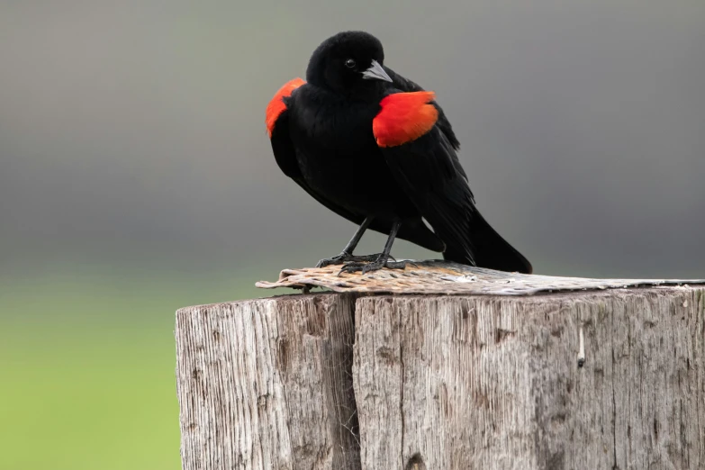 a red winged black bird sitting on top of a wooden post