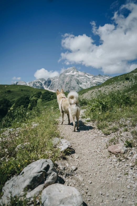 two dogs walk along the gravel path between rocks