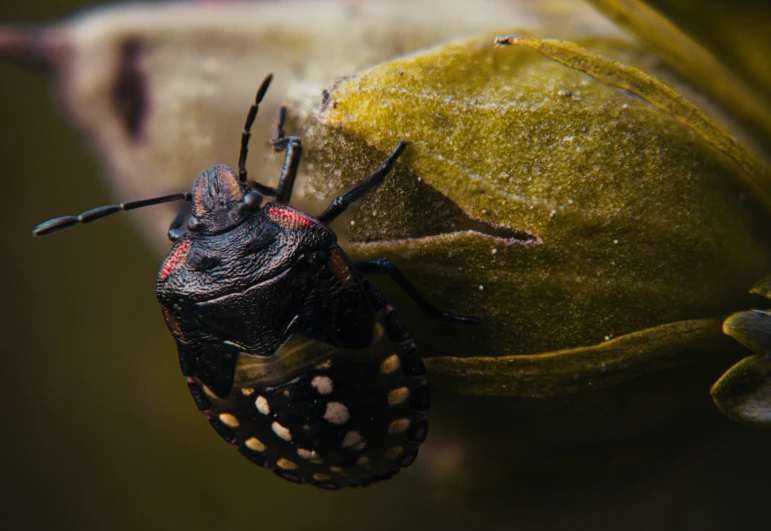 black insect with red spots on its back