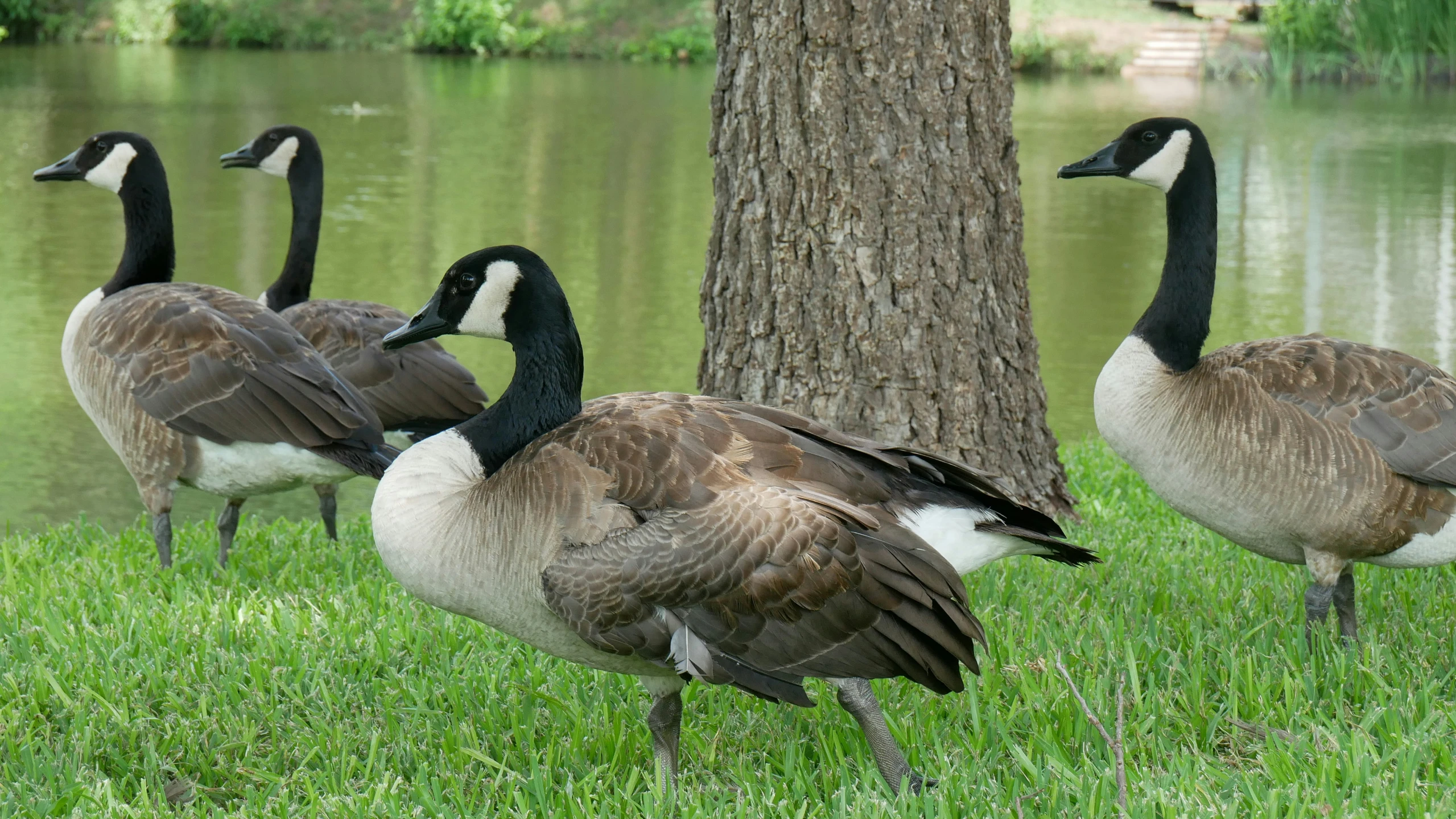 three geese standing around in the grass by a body of water