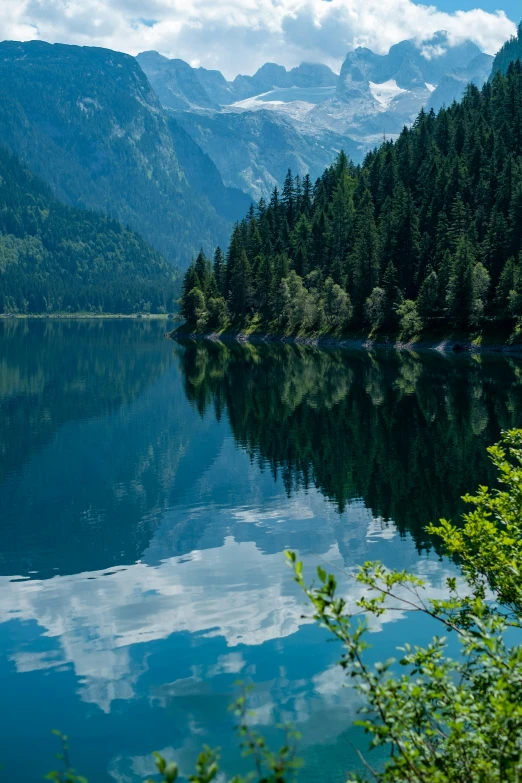 a still lake surrounded by tall green trees