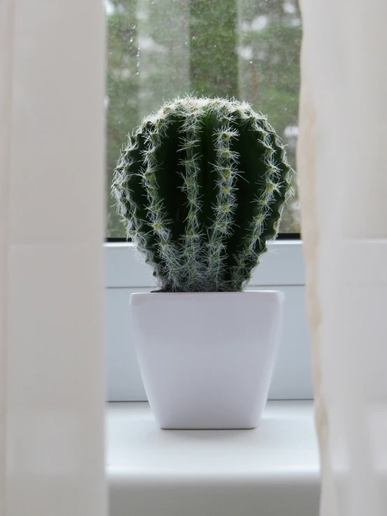 a small cactus in a window sill in front of the curtains