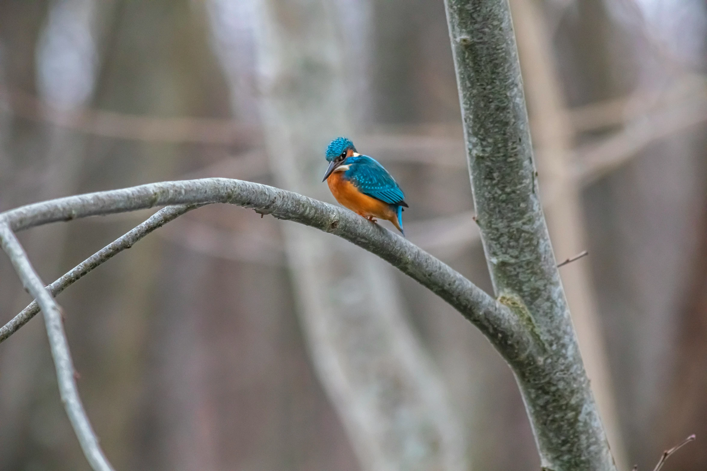 a colorful bird is sitting on a small nch