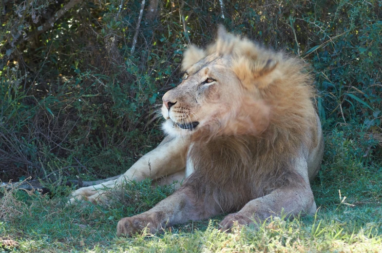 an adult lion sitting in the grass near some bushes