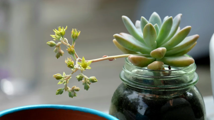 a vase with a plant in it and another vase sitting in the background