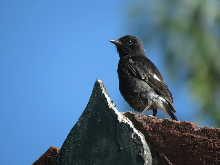 a bird sitting on top of a tree nch