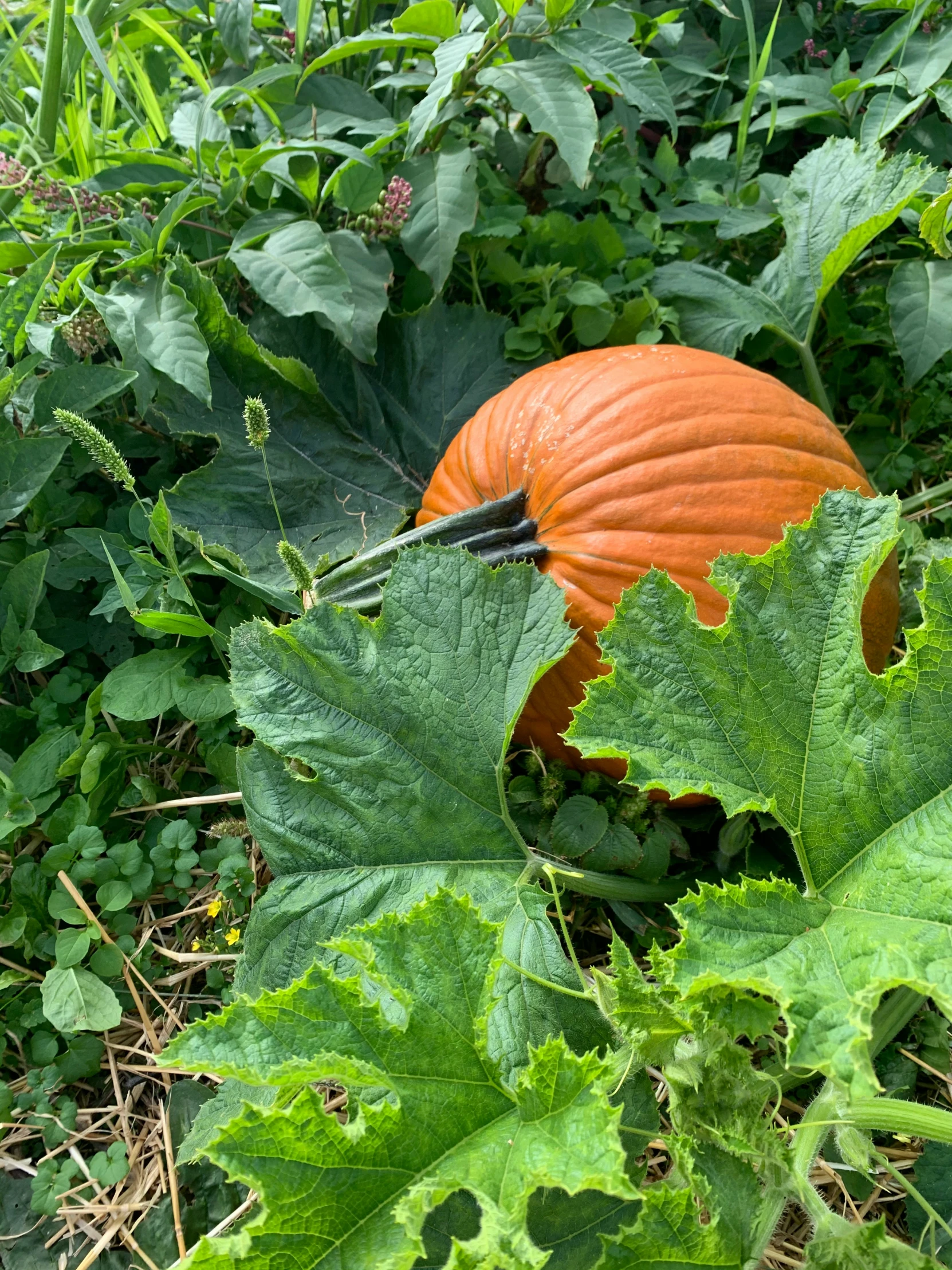 a pumpkin in the middle of a green field