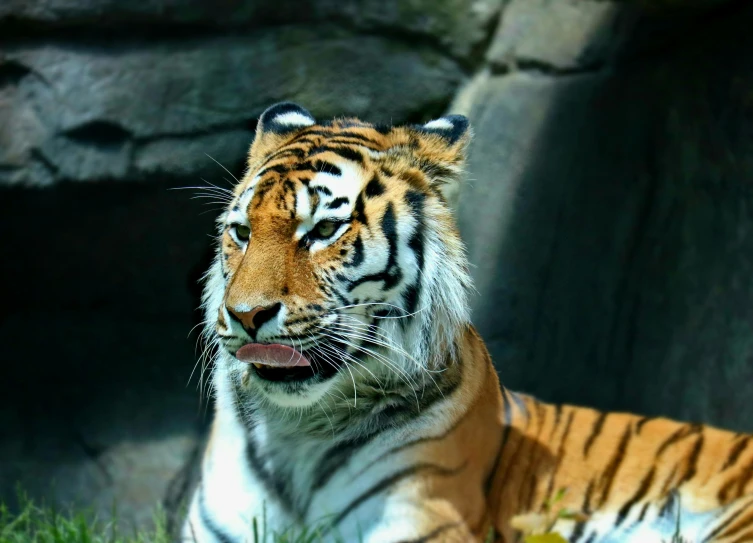 a tiger in its enclosure at the zoo