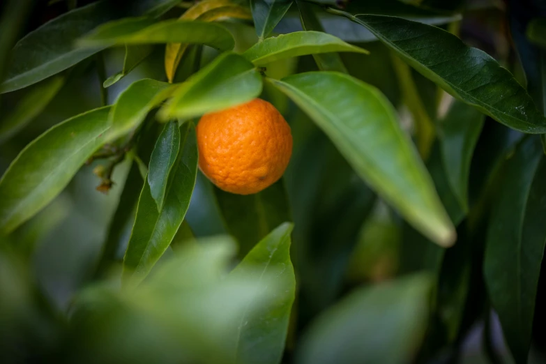 an orange growing on a nch with leaves