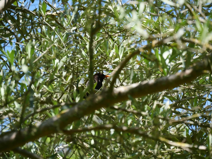 a bird sitting on the side of a leaf covered tree