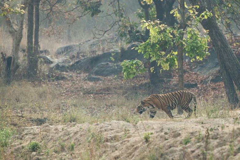 there is a tiger walking through the woods