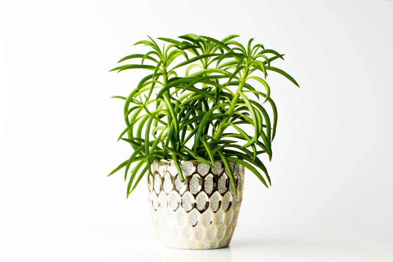 a potted plant with white dots and a green leaves