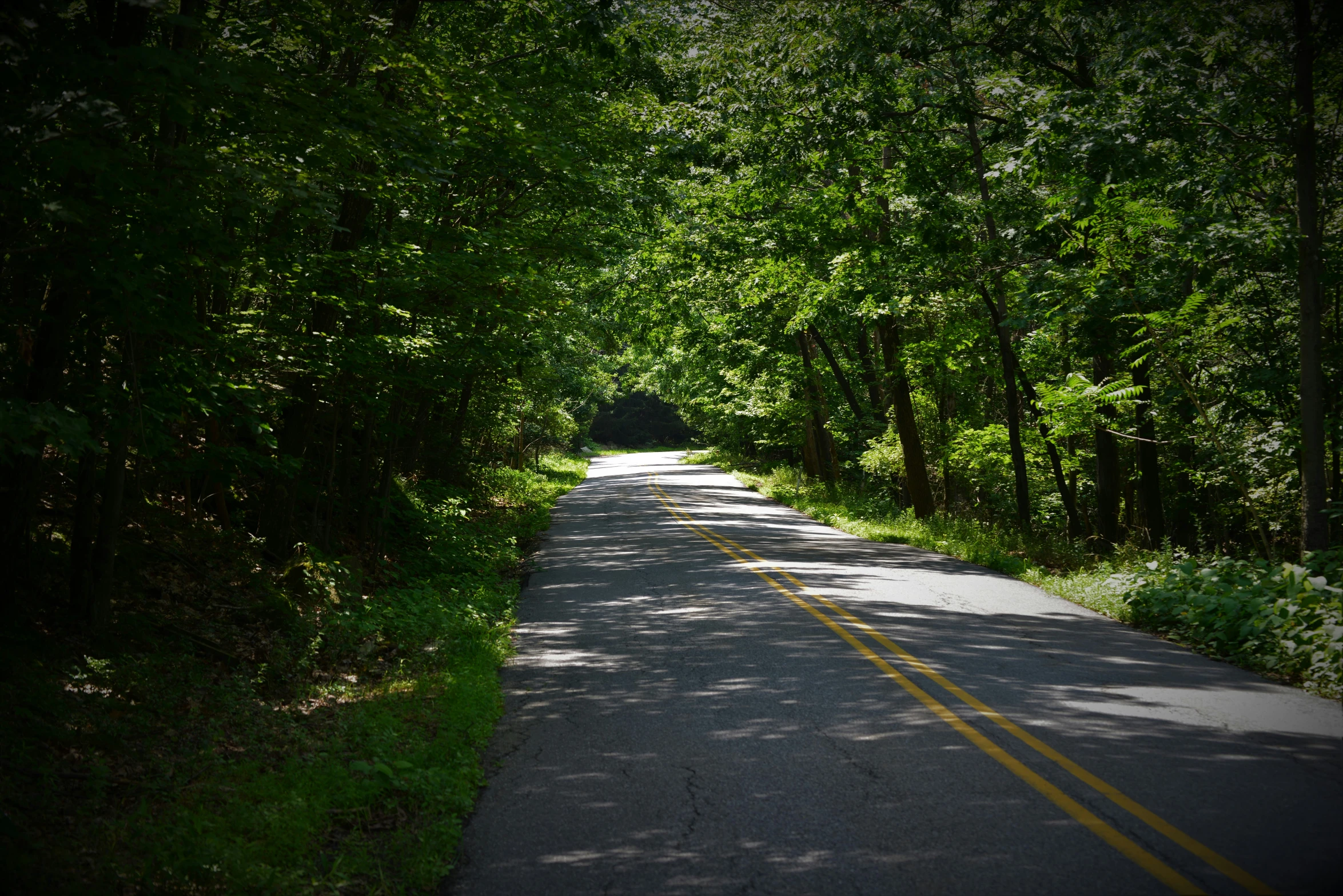 a scenic roadway surrounded by green trees, with one lane blocked from traffic