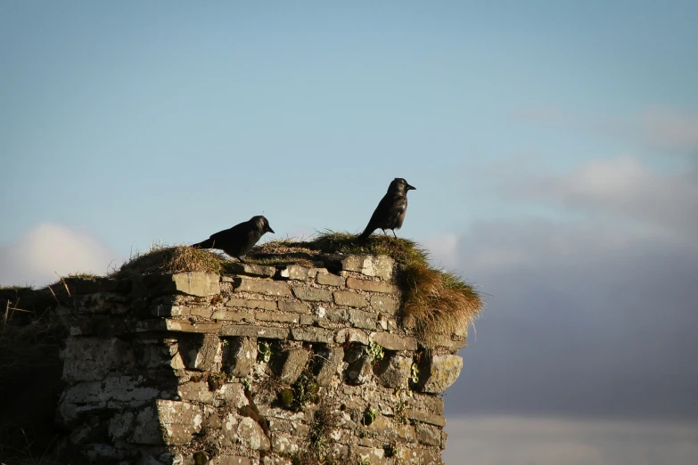 two birds are standing on top of an old building